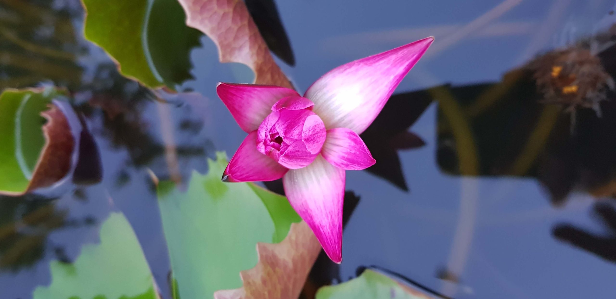 Jak przygotować pad thaia w trzy minuty