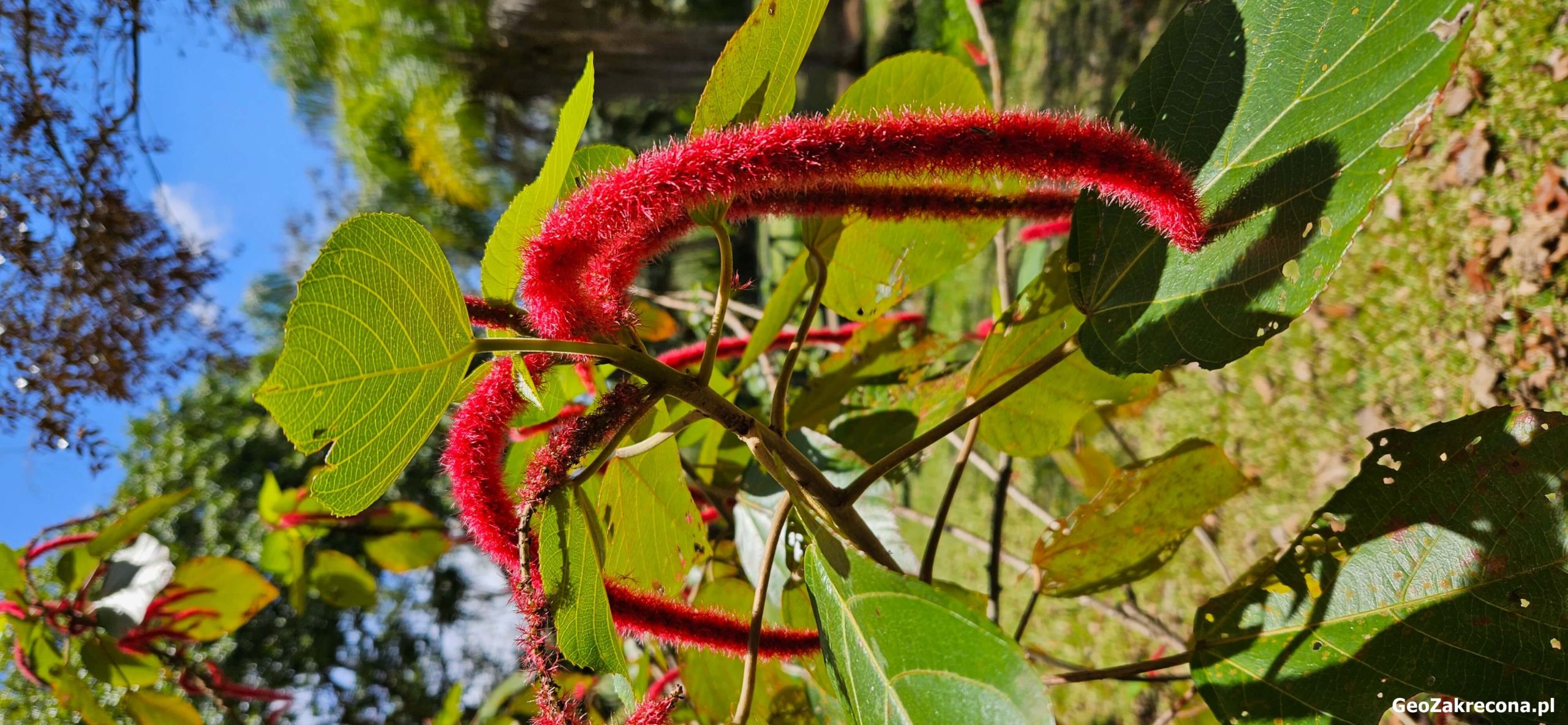 Mauritius